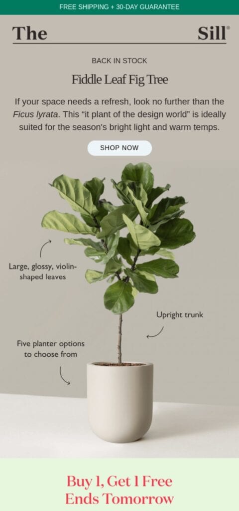 back in stock email campaign example
